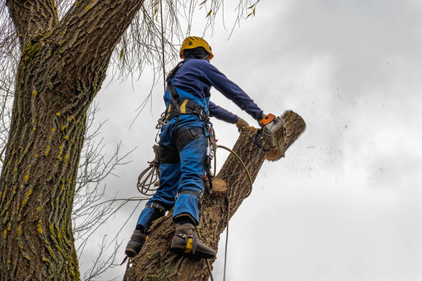 Best Hazardous Tree Removal  in Tampa, FL